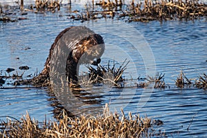 Busy Beaver in Springtime in the Water