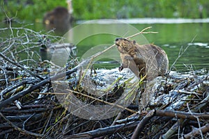 Busy Beaver photo