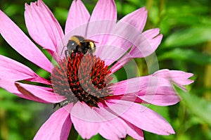 Bumble bee on a big flower