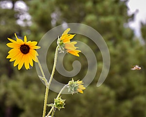 Busy bee approaching a sunflower