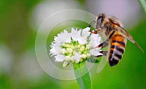 Busy Bee photo