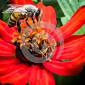 Busy Bee