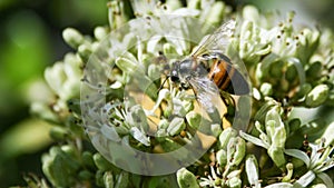 Busy Bee Collecting Nector photo