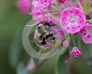 Busy bee collecting polen