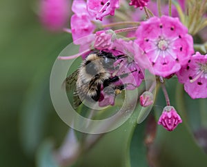 Busy bee collecting polen photo