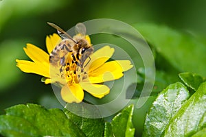 Busy bee collecting pollen and nectar from yellow flower