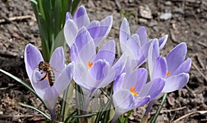 Busy bee and crocus flowers
