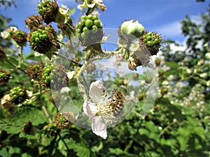 Busy bee is feeding flower juice.