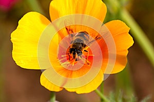 Busy bee on a flower