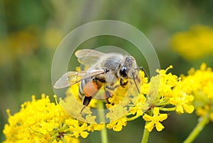 Busy bee on flower