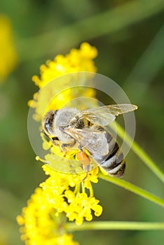 Busy bee on flower