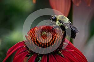 Busy Bee harvesting echinacea pollen