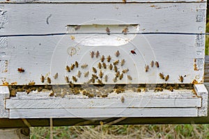 A Busy of a Bee Hive