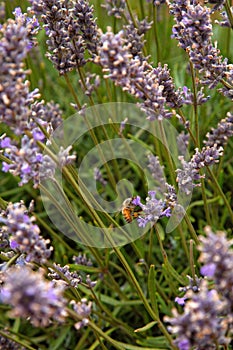 Busy bee on a lavender flower