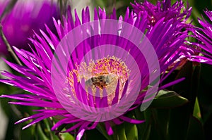 Busy bee by the Mediteranean sea