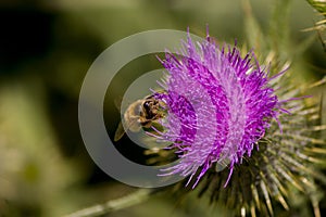 Busy Bee and Milk Thistle