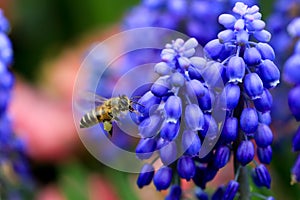 Busy Bee between Muscari Neglectum