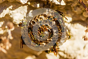 Busy Bee in Nature\'s Hexagonal Home