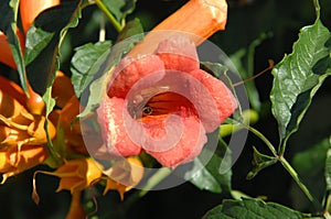 Busy Bee in Orange Trumpet Creeper