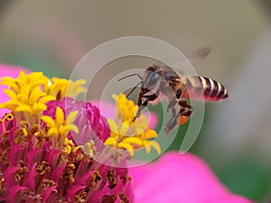 Busy bee in the pink flower