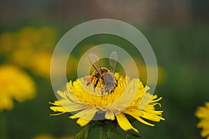 Busy bee with polen satchels on dandelion