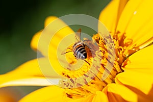 Busy bee pollinating a beautiful yellow flower.