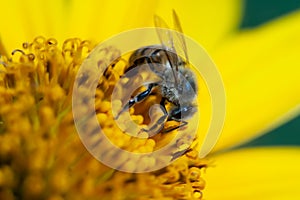 Busy bee pollinating a beautiful yellow flower.