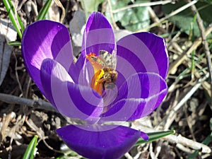 Busy bee on purple crocus