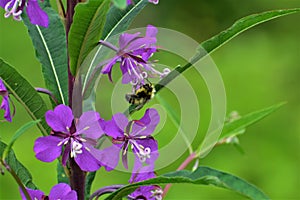 Busy Bee on Purple Flower