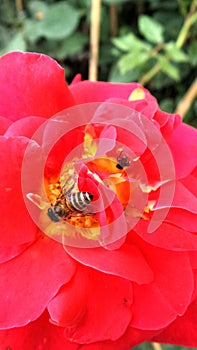 Busy bee in red rose