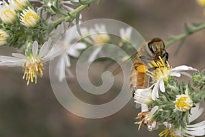 Busy Bee on a Small Flower