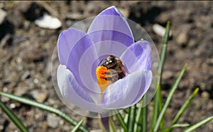 Busy bee on spring crocus flower