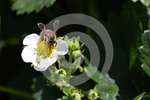 Busy bee on strawberry blossom