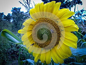 Busy Bee on Sunflower