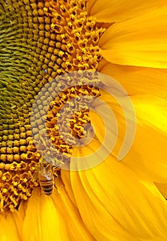 A busy bee on a sunflower