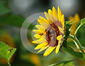 Busy Bee and Sunflower