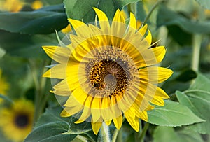 A Busy Bee at Anderson Sunflower Farm photo