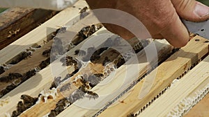 Busy Bee Workers On Honeycomb