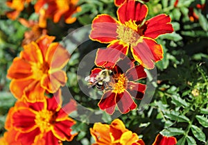 A busy bee working on marigold flowers