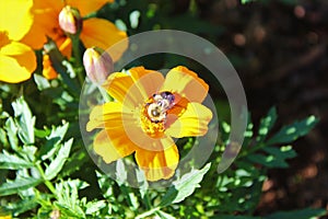 A busy bee working on marigold flowers