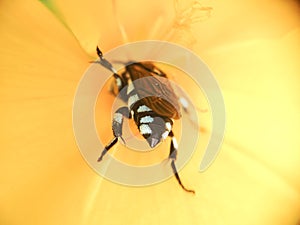 Busy bee in yellow flower