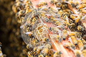 Busy bees on beehive