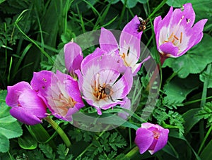 Busy Bees on Colchicum Autumnale photo