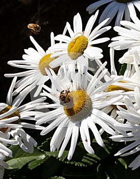 Busy bees on daisys.