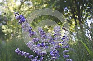 The busy bees fly around on the purple flowers