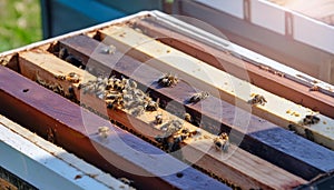 Busy Bees: Industrious Activity Inside a Beehive photo