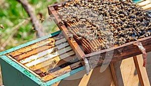 Busy Bees: Industrious Activity Inside a Beehive photo