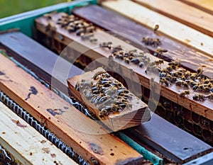 Busy Bees: Industrious Activity Inside a Beehive photo