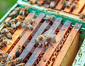 Busy Bees: Industrious Activity Inside a Beehive photo