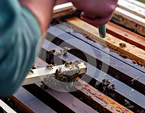 Busy Bees: Industrious Activity Inside a Beehive photo